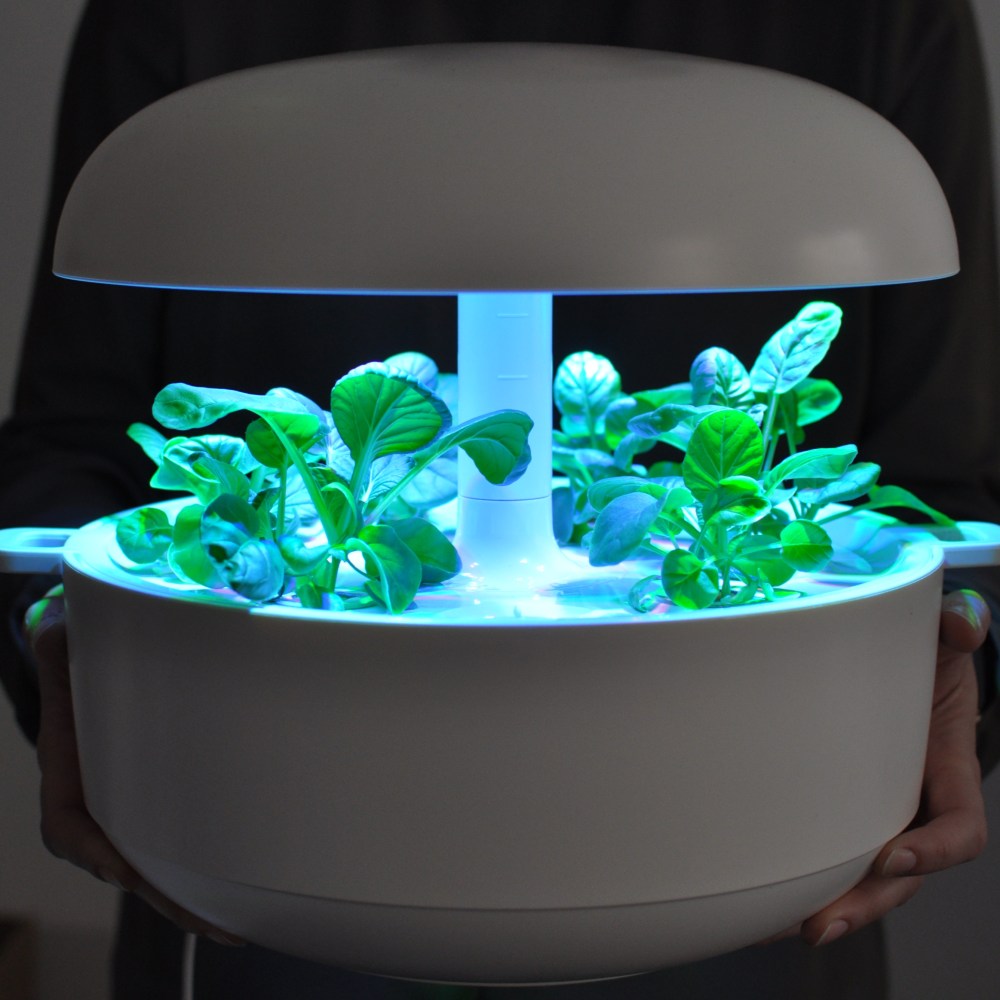 Káča se vdává. Dieta. Bonamicz